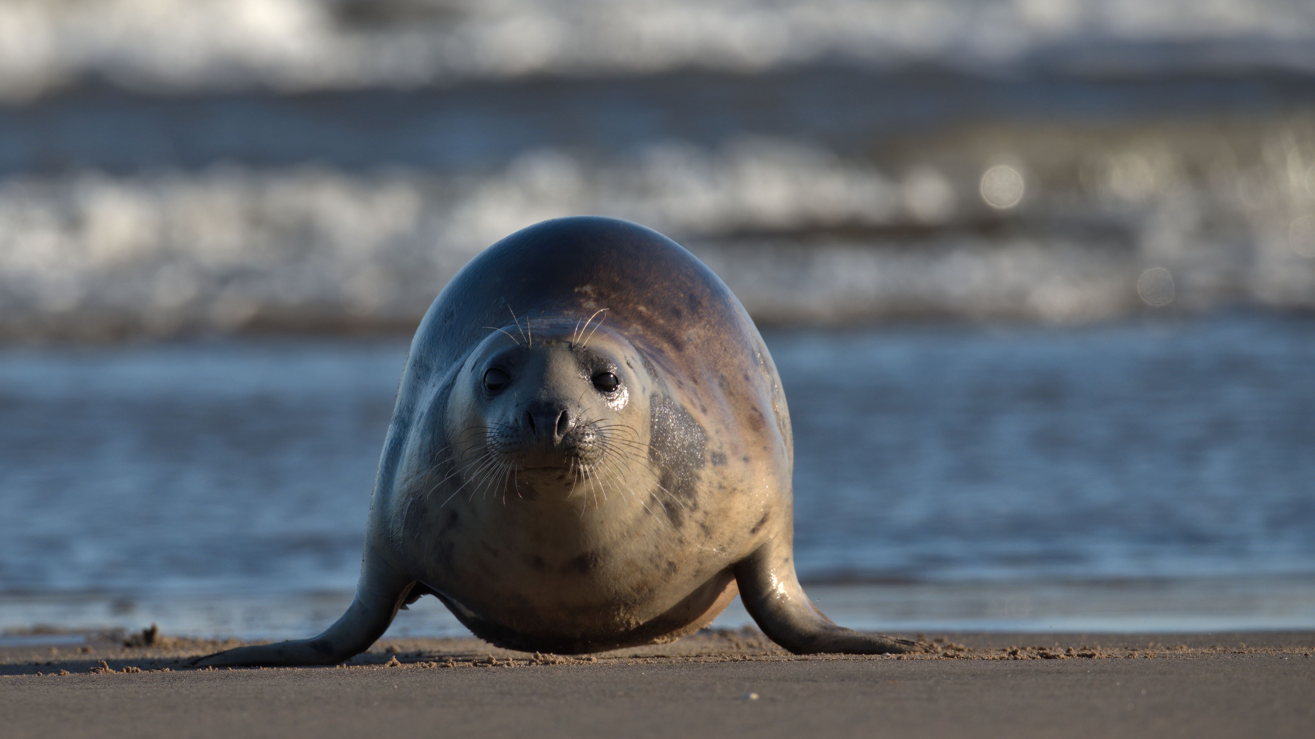 Grey seal on a sandy beach with waves in the background