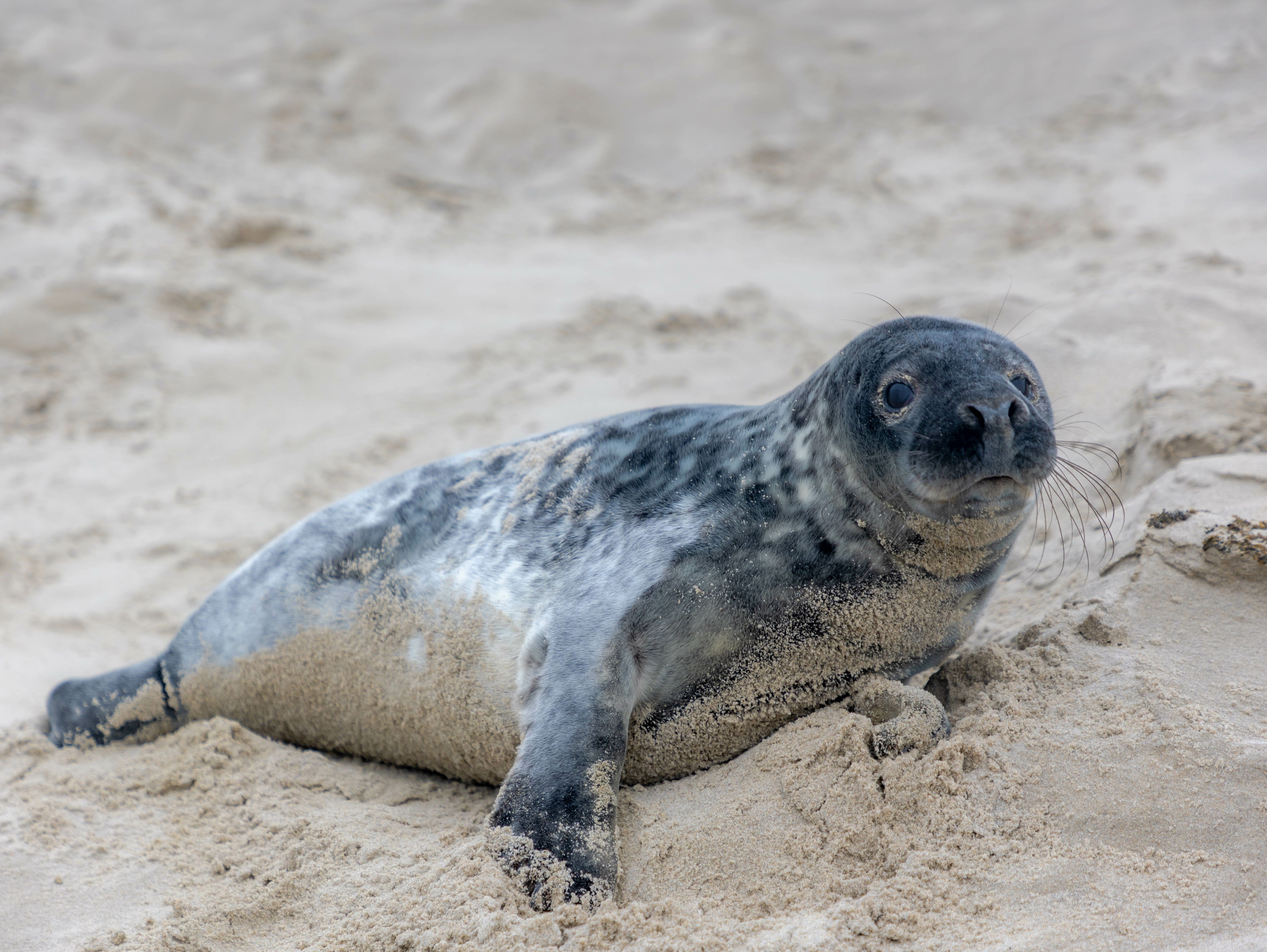Grey seal lying on a sandy beach