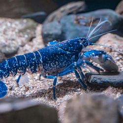 Blue lobster walking on gravel among rocks underwater