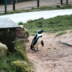Penguin standing on sandy ground in an outdoor enclosure