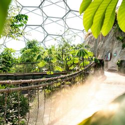 Lush green indoor garden with a rope bridge and a geometric glass dome ceiling