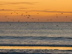 Birds flying over the ocean during a golden sunset with gentle waves.