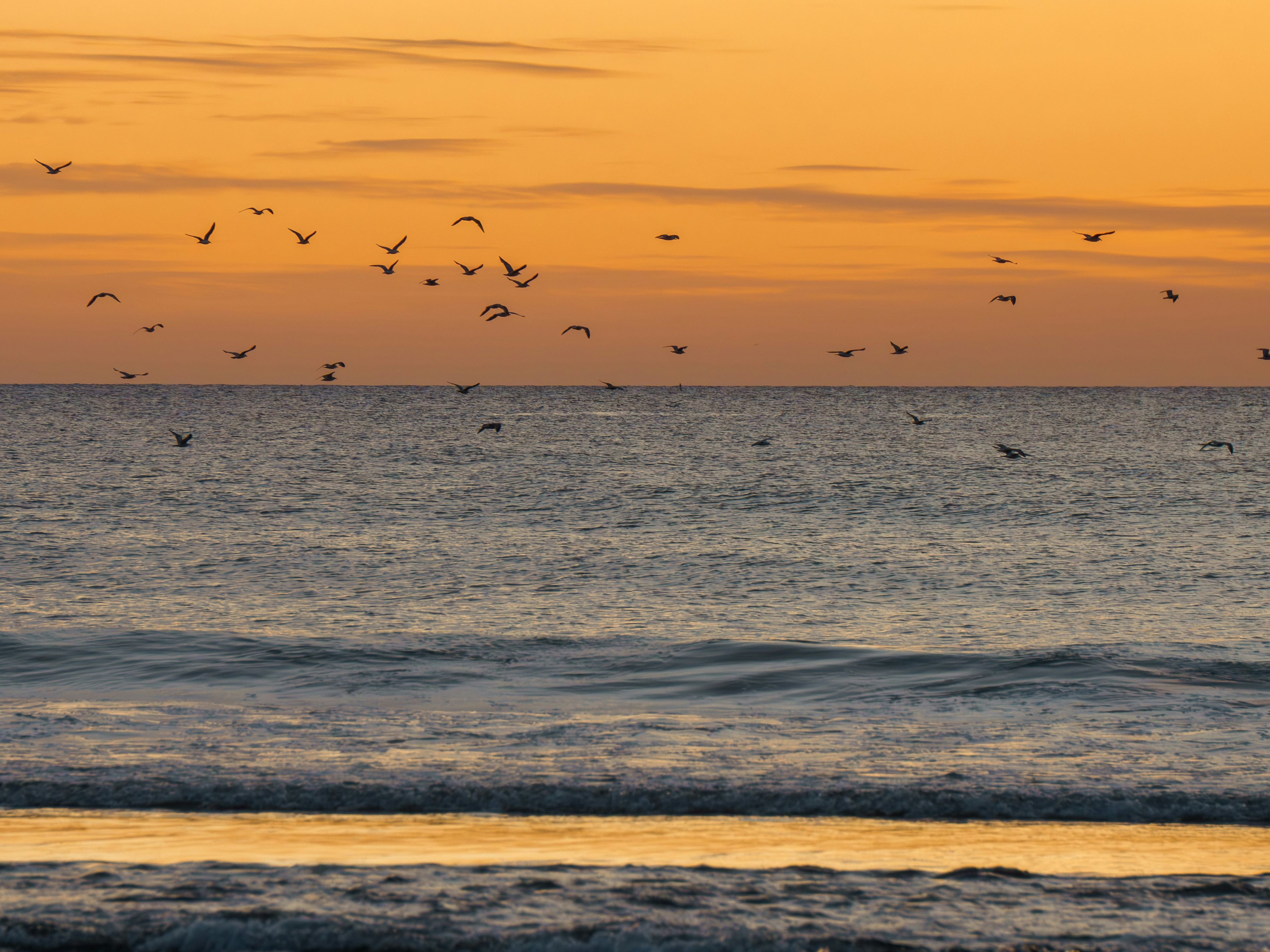 Birds flying over the ocean during a golden sunset with gentle waves.