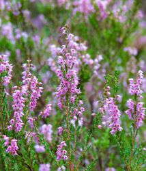 Close-up of pink heather flowers blooming in a field