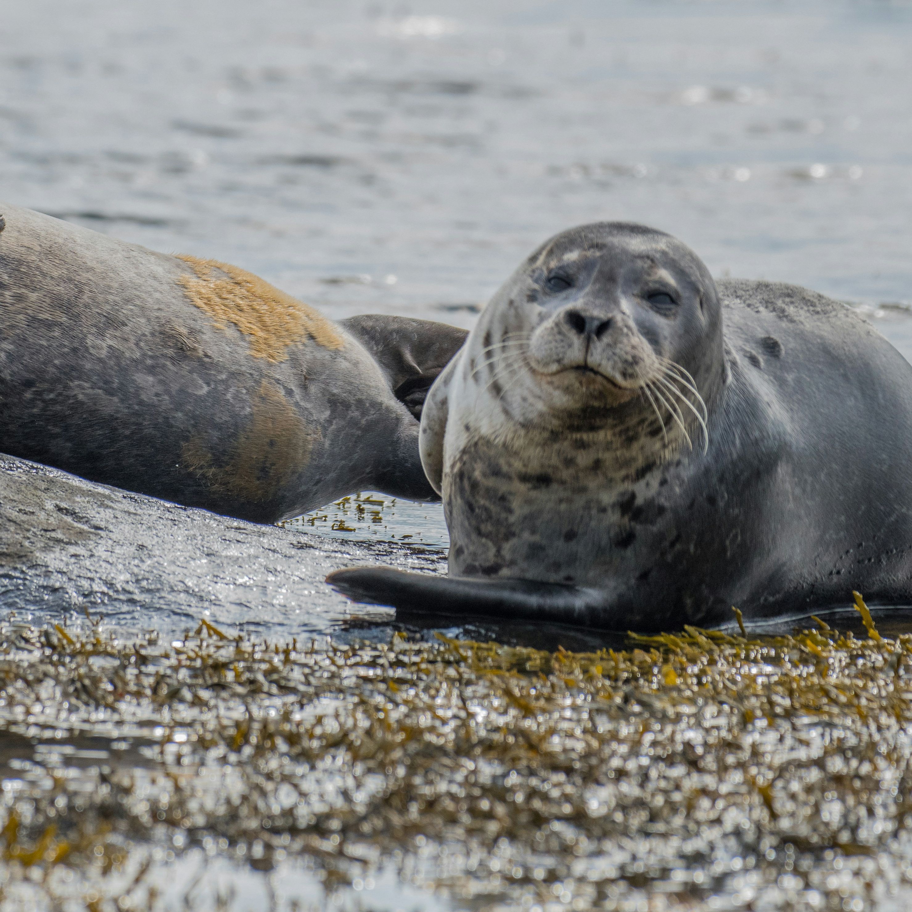 Two seals resting on rocks near the shore with seaweed and water around them.