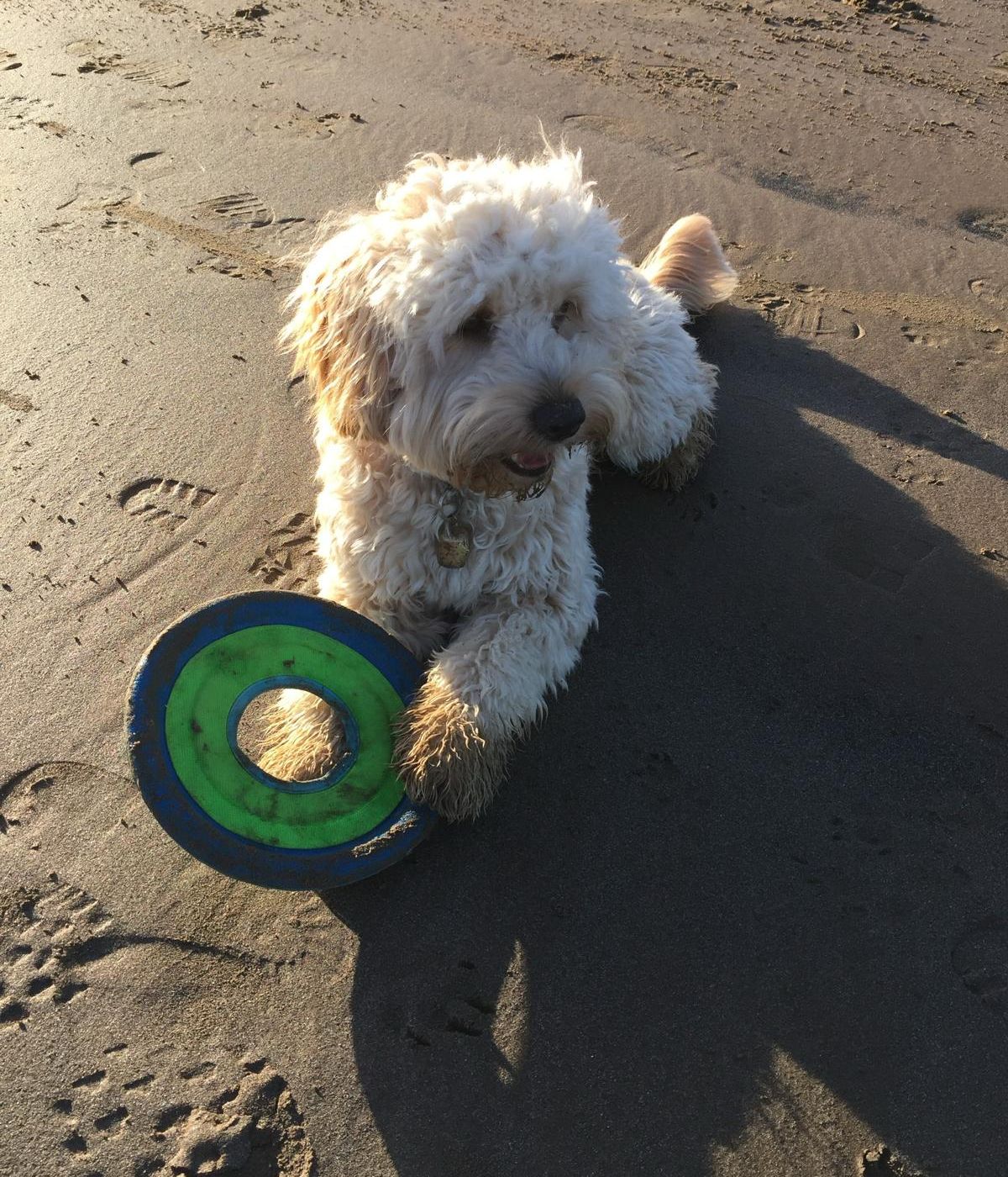 Fluffy dog lying on sandy beach holding a green and blue frisbee