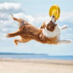 Dog catching a yellow frisbee mid-air on a beach