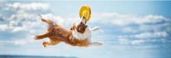 Dog catching a yellow frisbee mid-air on a beach