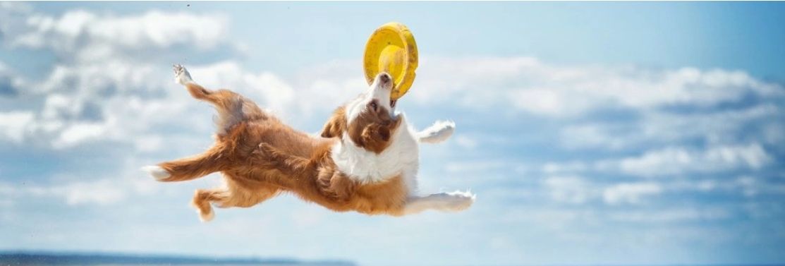 Dog catching a yellow frisbee mid-air on a beach
