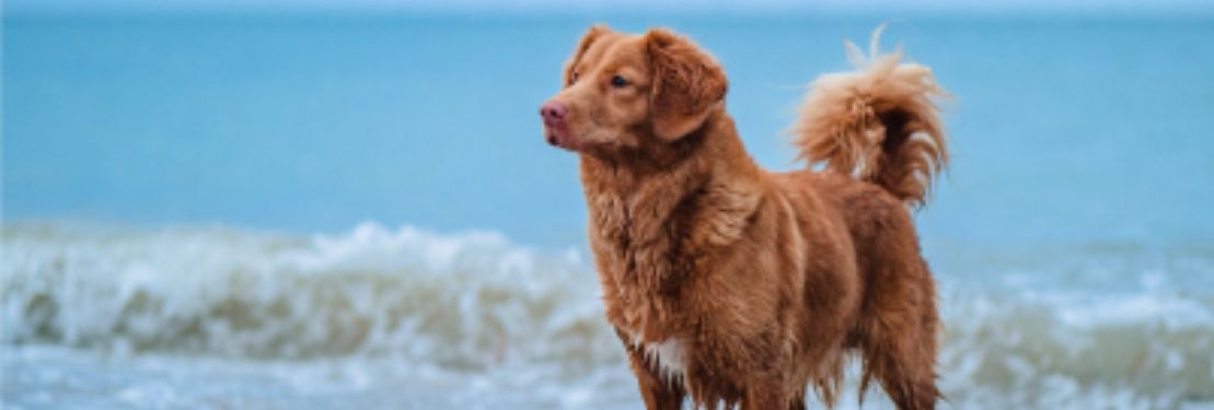 Brown dog standing on the beach near the water