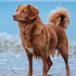 Brown dog standing on the beach near the water