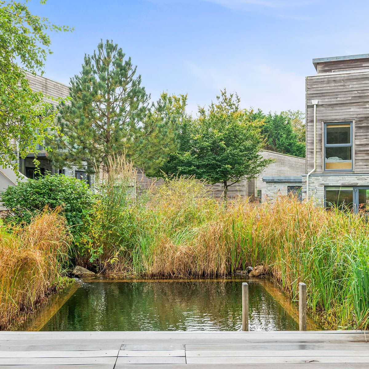 Outdoor pond surrounded by tall grasses and modern wooden buildings