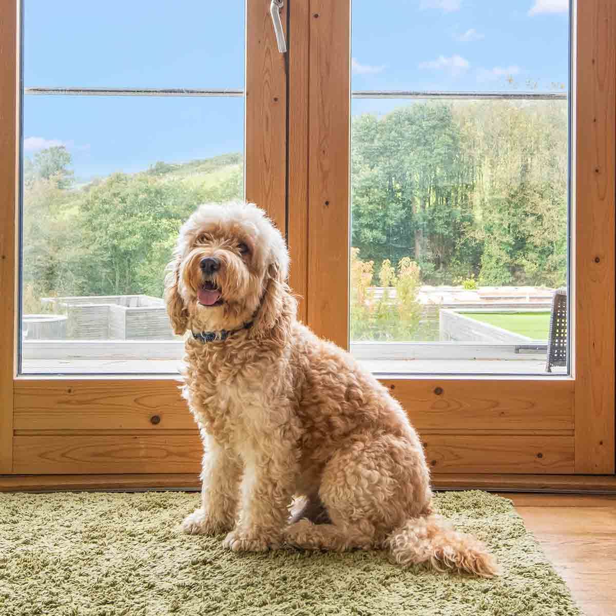 Fluffy tan dog sitting on a green rug in front of glass doors.