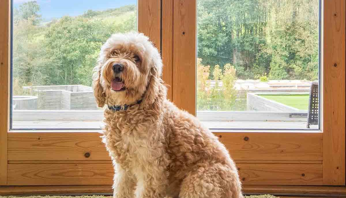 Fluffy tan dog sitting on a green rug in front of glass doors.