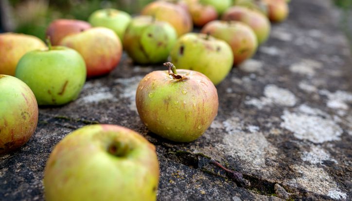 Freshly picked apples lined up on a stone wall outdoors.