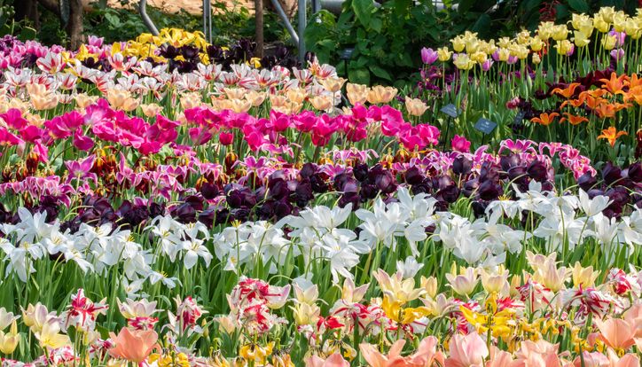 Field of colorful blooming tulips in a garden