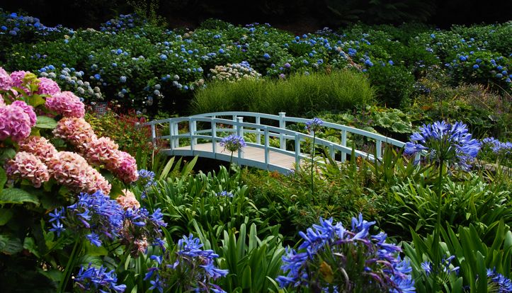 White wooden bridge in a lush garden filled with blooming flowers and green plants