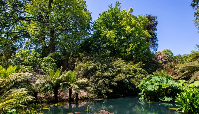 A lush botanical garden with a pond filled with water lilies and surrounded by dense green foliage and tall trees.