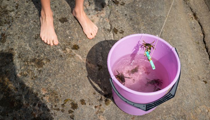 A person standing barefoot next to a purple bucket filled with water and several small crawfish or crabs, on a rocky surface.