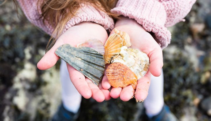 Child holding assorted seashells in both hands