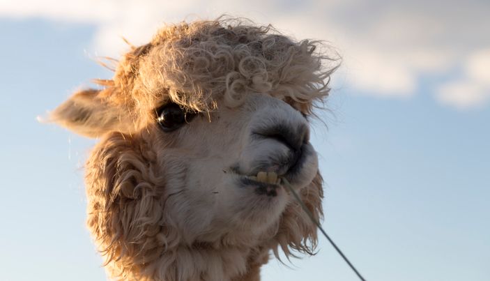 Close-up of a llama eating a blade of grass against a blue sky