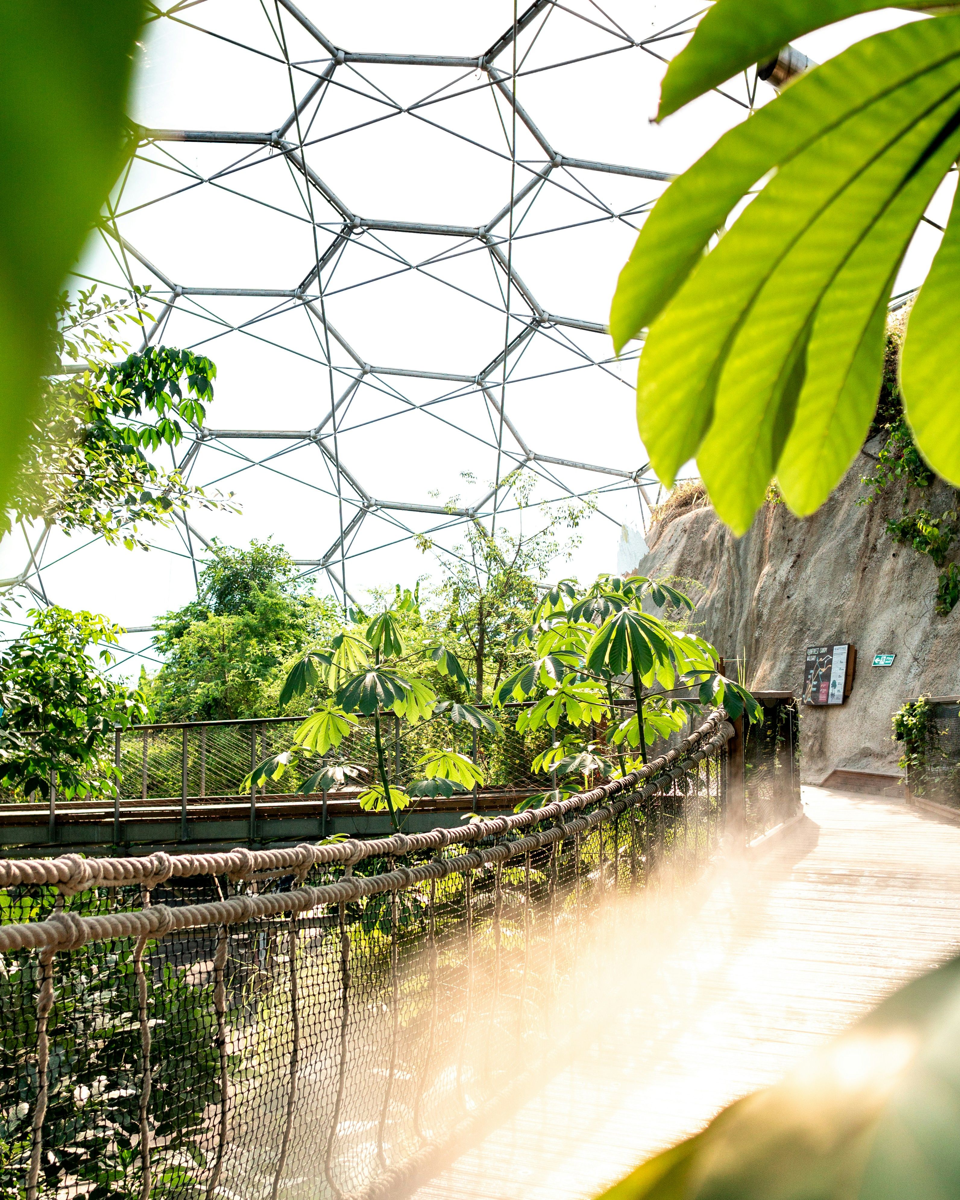 Pathway surrounded by lush green plants inside a large glass dome structure