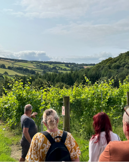 People standing by a vineyard, looking out over green hills under a bright sky