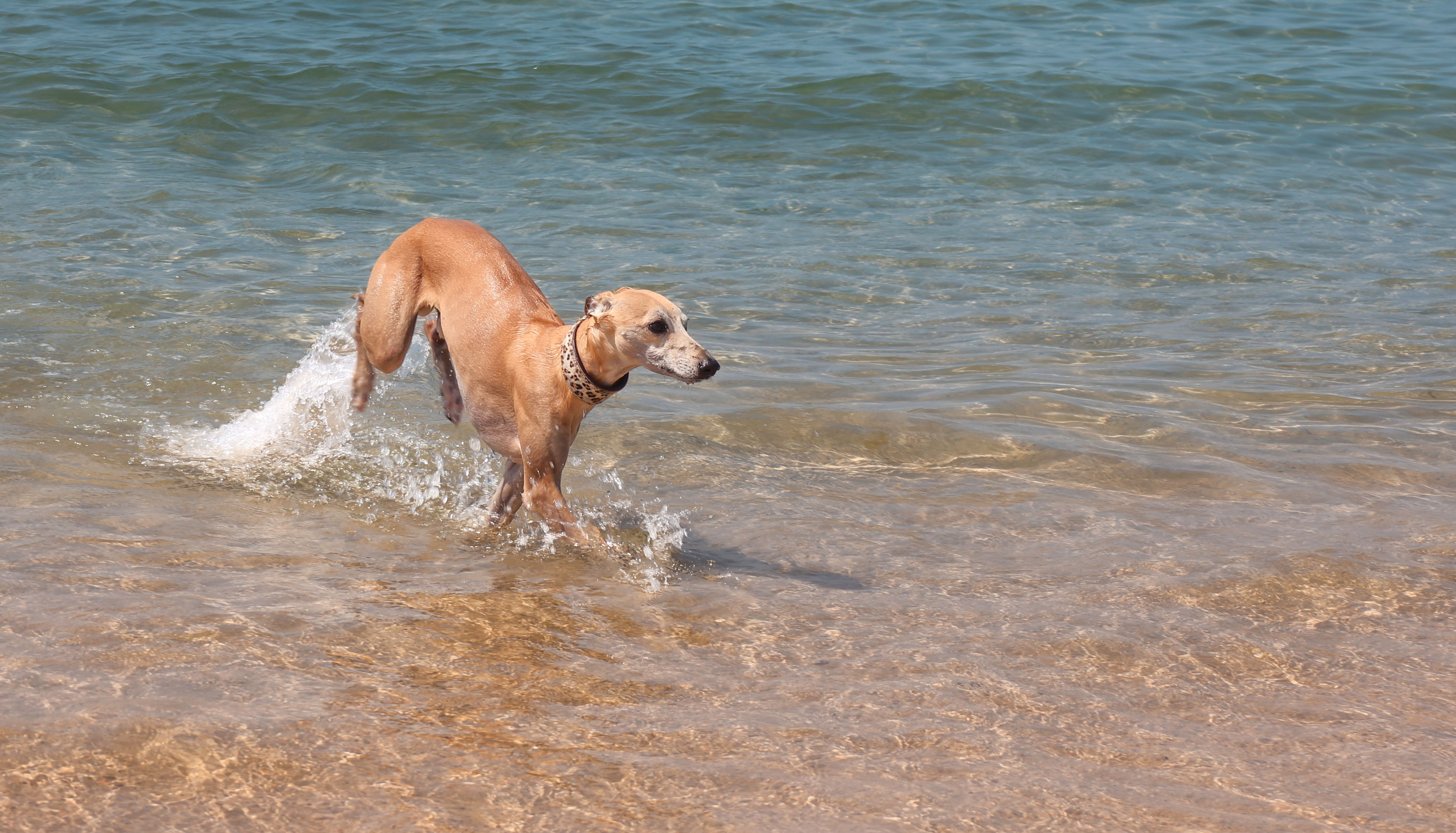 Sandy-coloured whippet running through shallow sea water on a beach