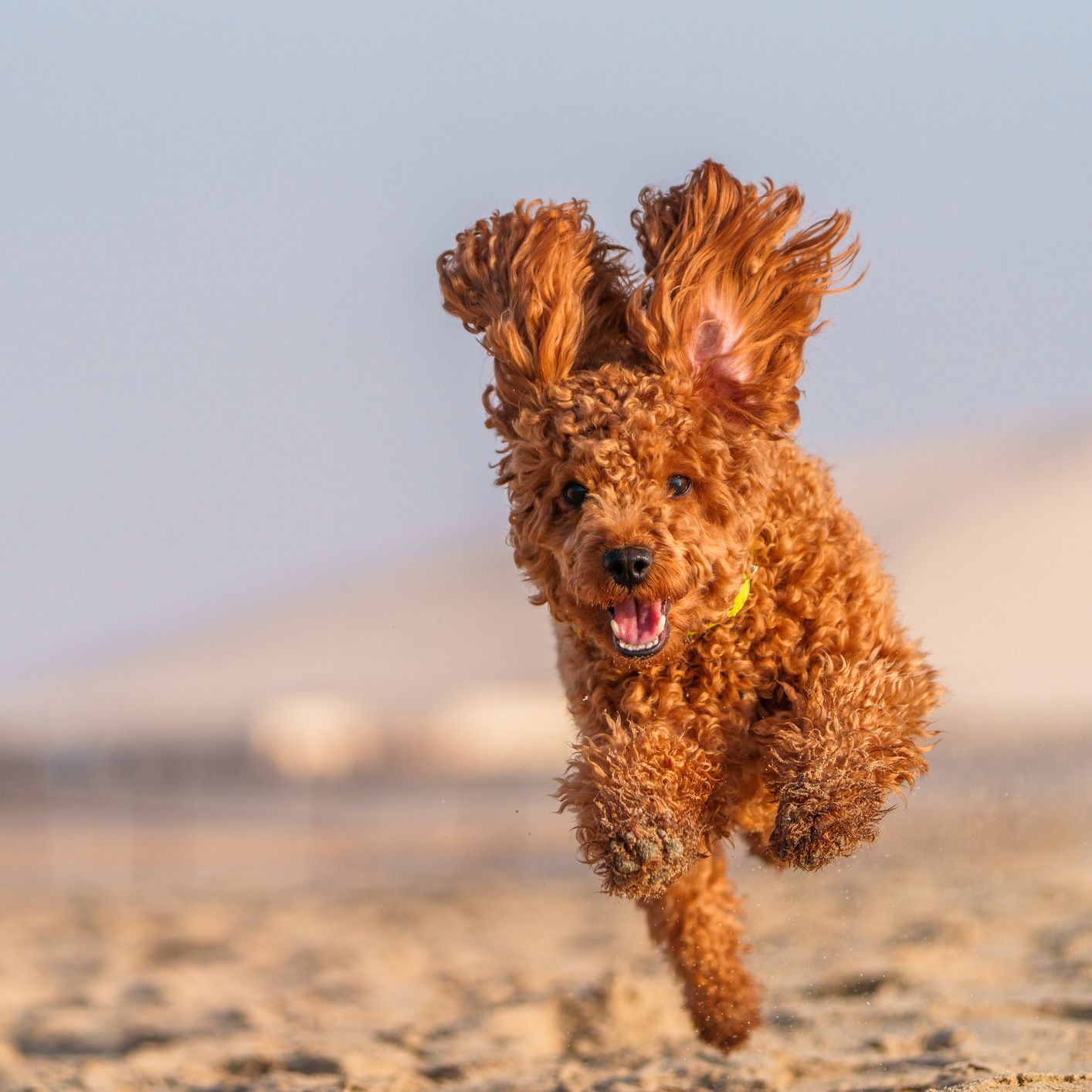 Curly-haired brown dog running on a sandy beach with ears flying back