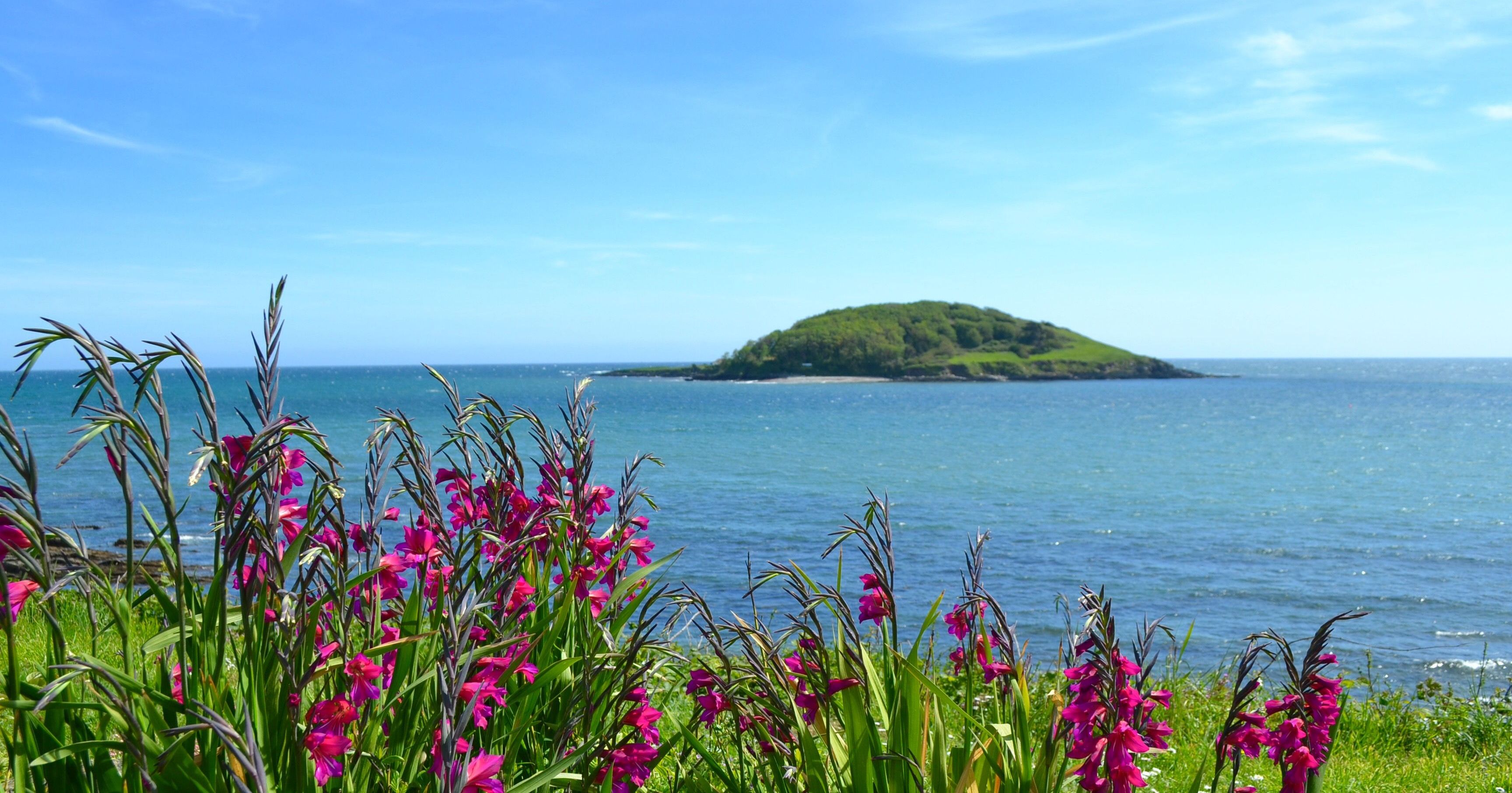 Pink wildflowers in the foreground with an island on a blue sea under a bright sky