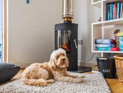 A fluffy dog lying on a shaggy rug in front of a modern wood-burning stove inside a cozy room, with bookshelves and board games in the background.