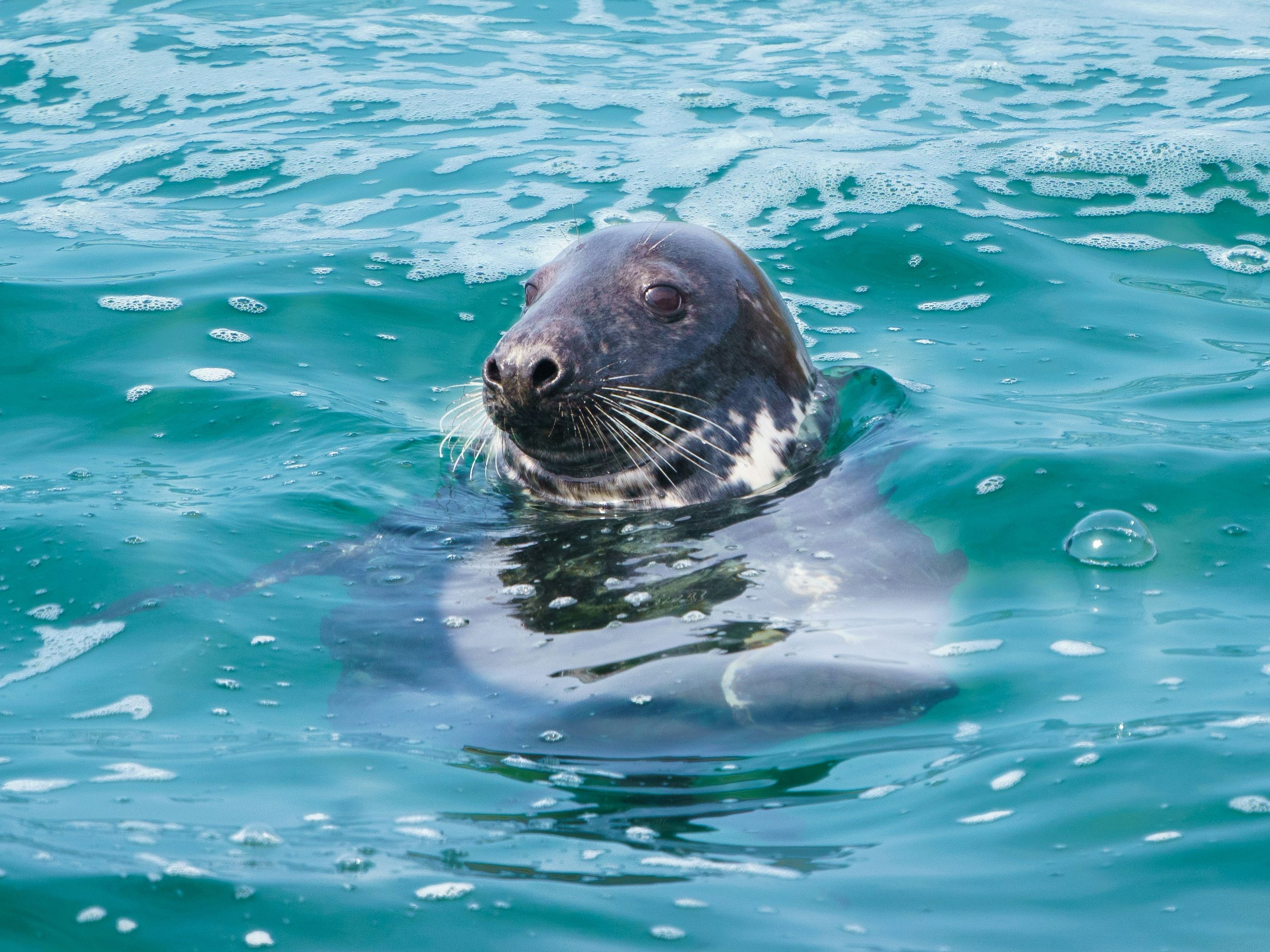 Seal swimming in turquoise ocean water