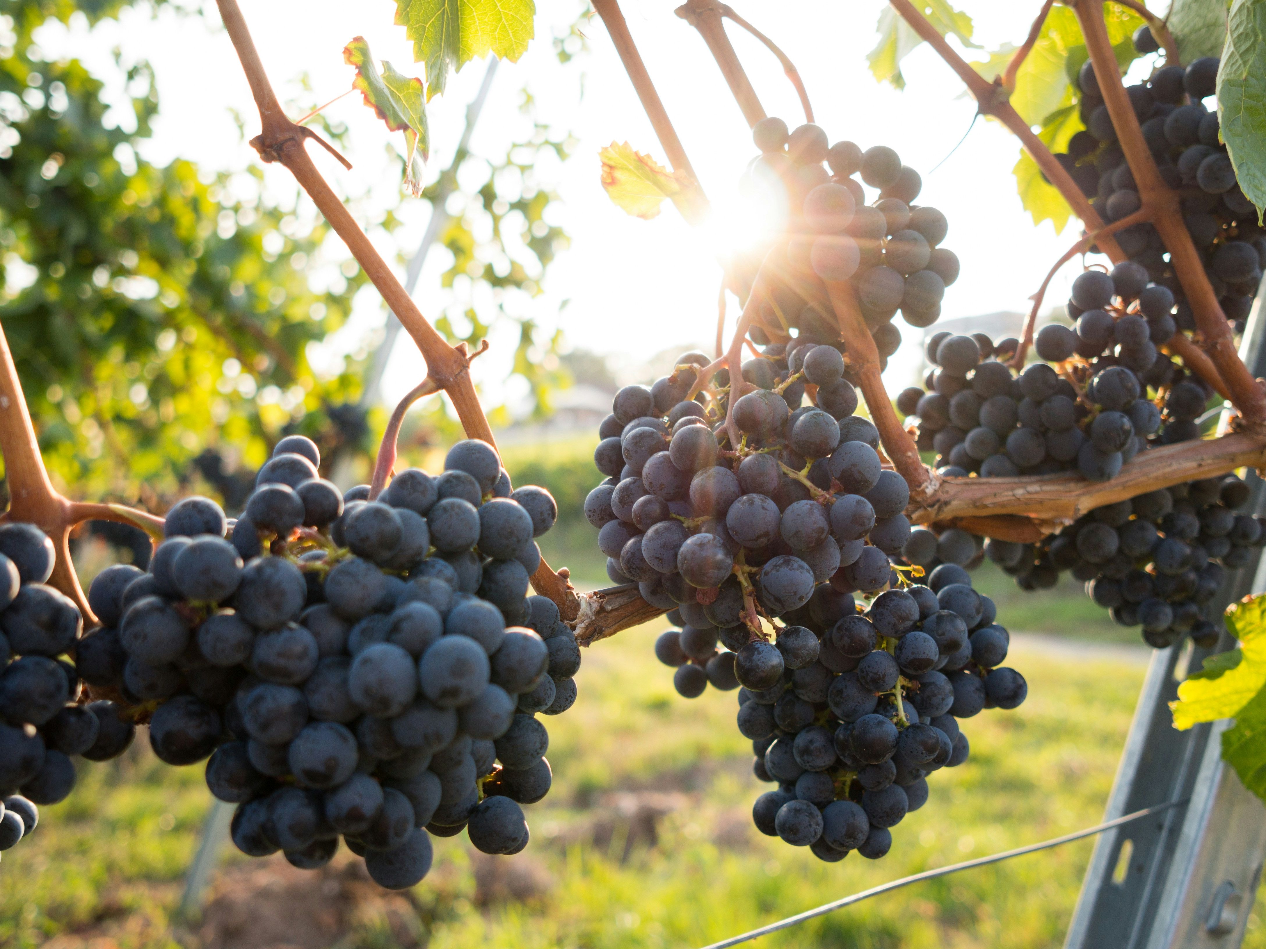 Clusters of black grapes hanging on a vine with sunlight shining through the leaves