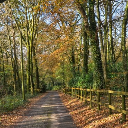 A peaceful forest road bordered by wooden fencing and tall mossy trees