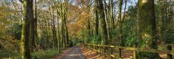 A peaceful forest road bordered by wooden fencing and tall mossy trees