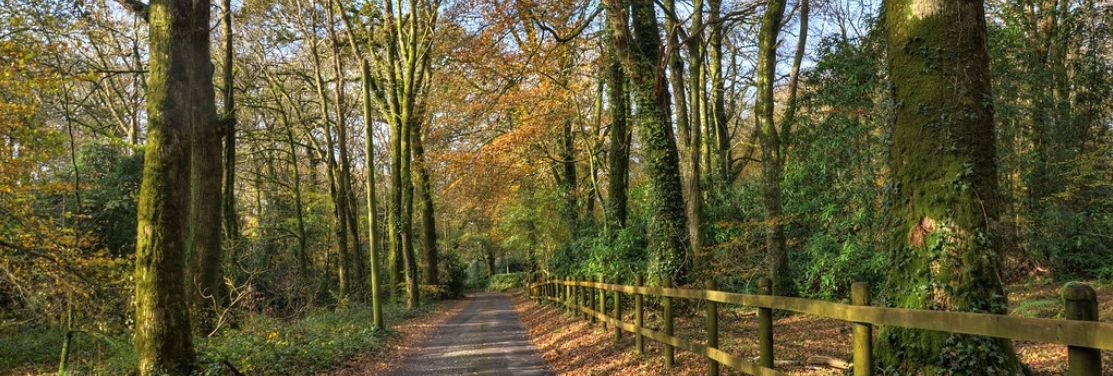 A peaceful forest road bordered by wooden fencing and tall mossy trees