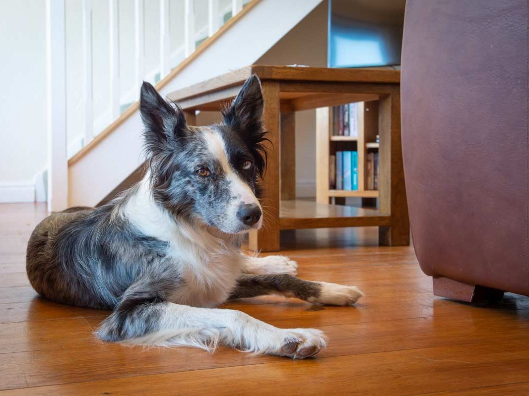 Border Collie dog laying on wooden floor indoors