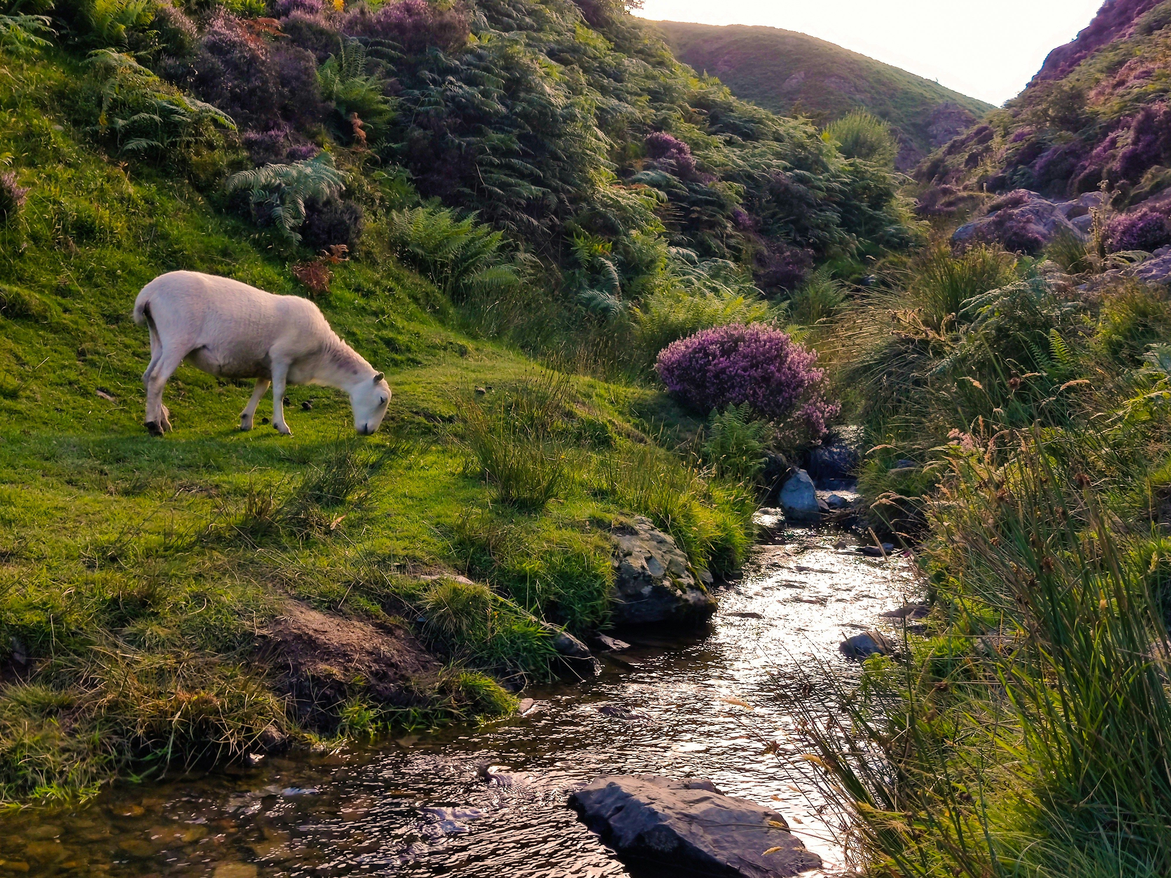 Sheep grazing by a stream in a lush green valley with hills and purple shrubs in the background