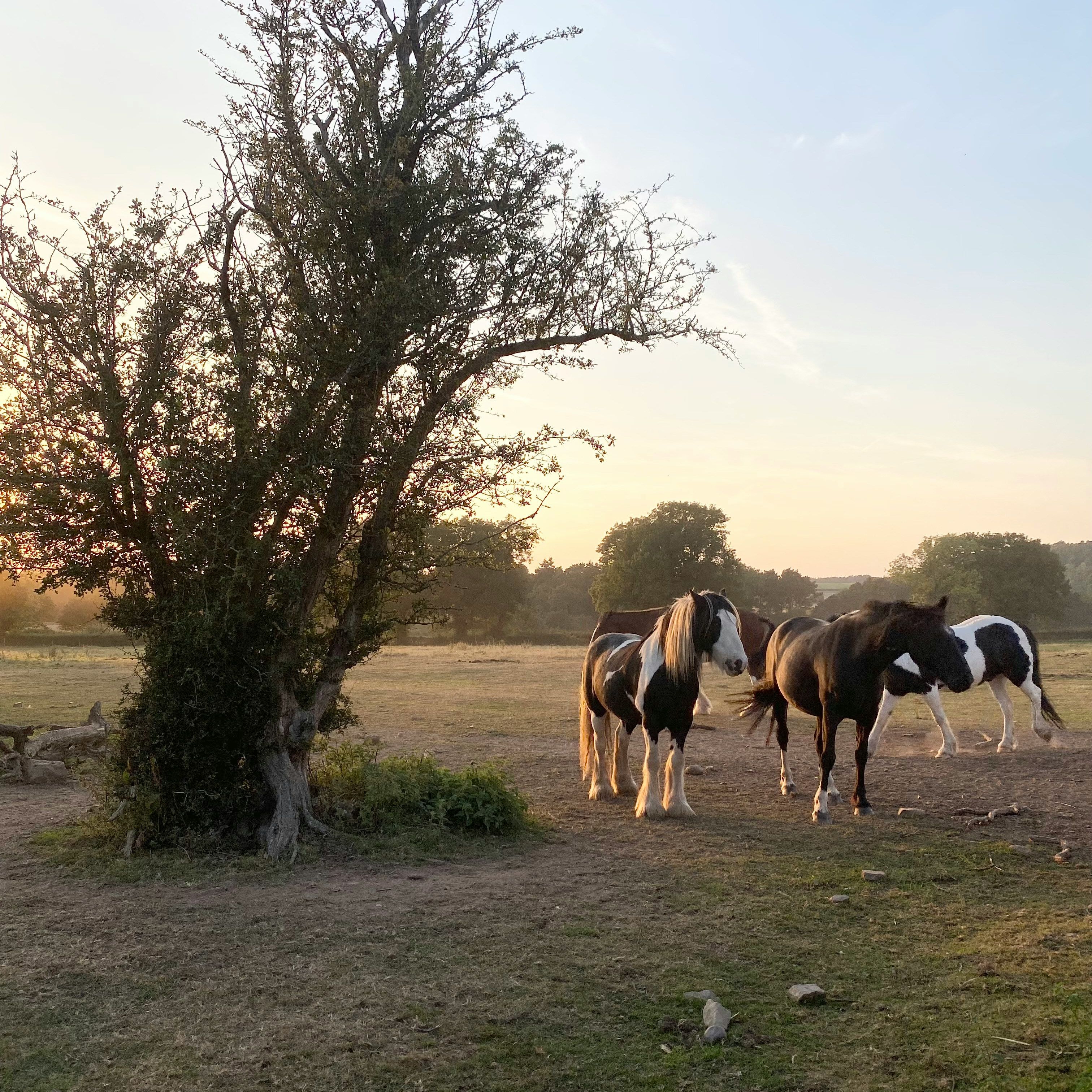 Three black and white horses standing near a tree in a grassy field at sunset.