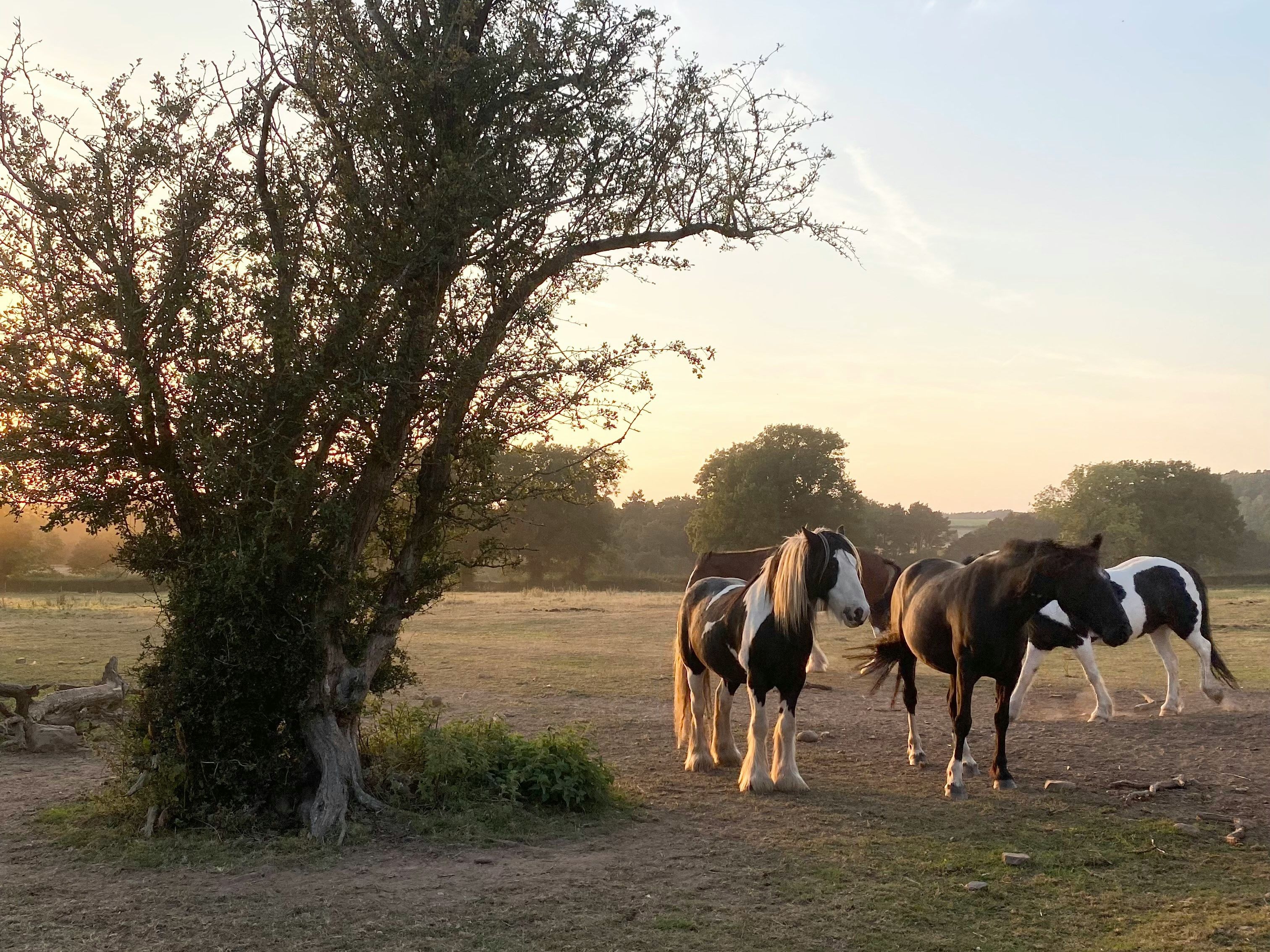 Three black and white horses standing near a tree in a grassy field at sunset.