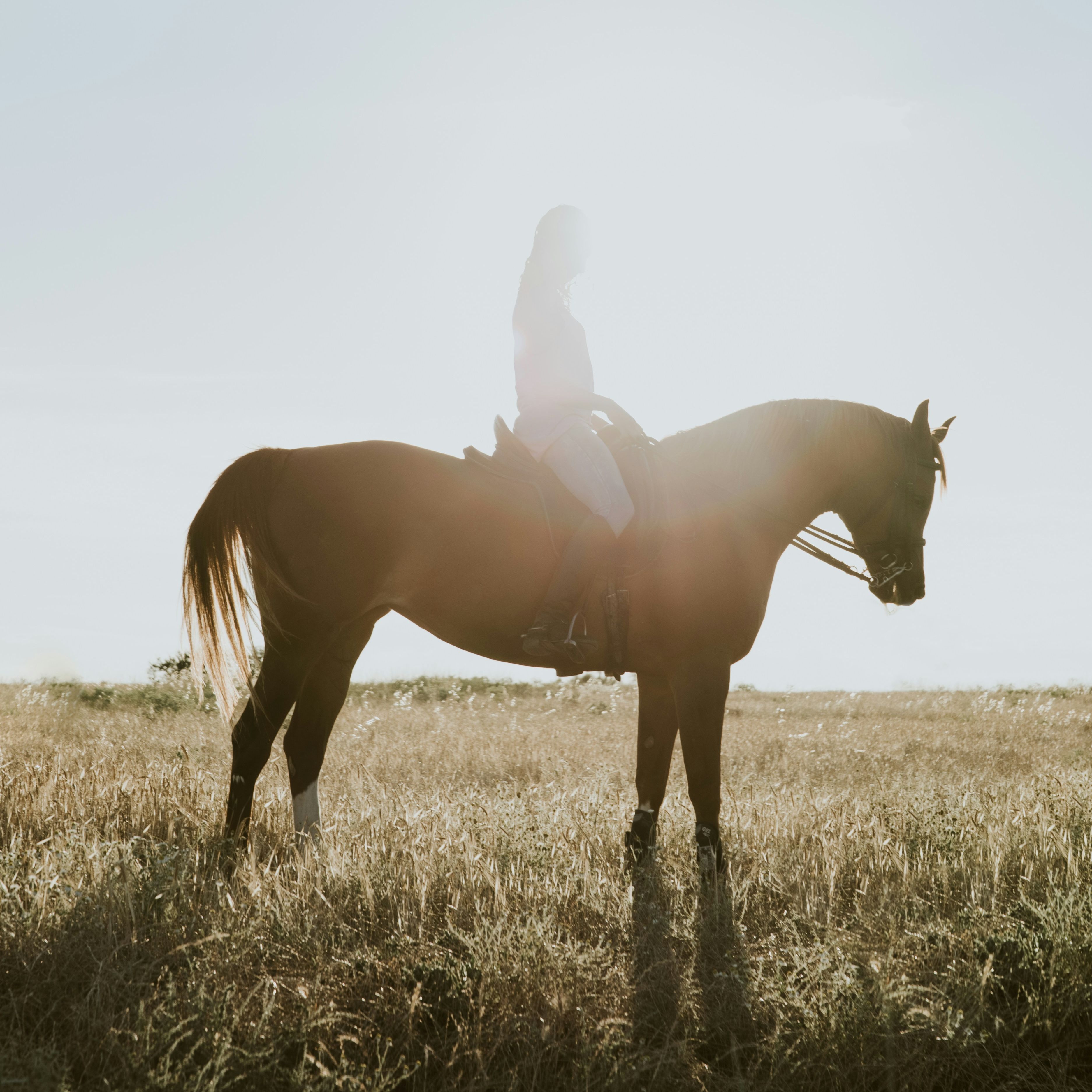 Person riding a horse in a sunlit field