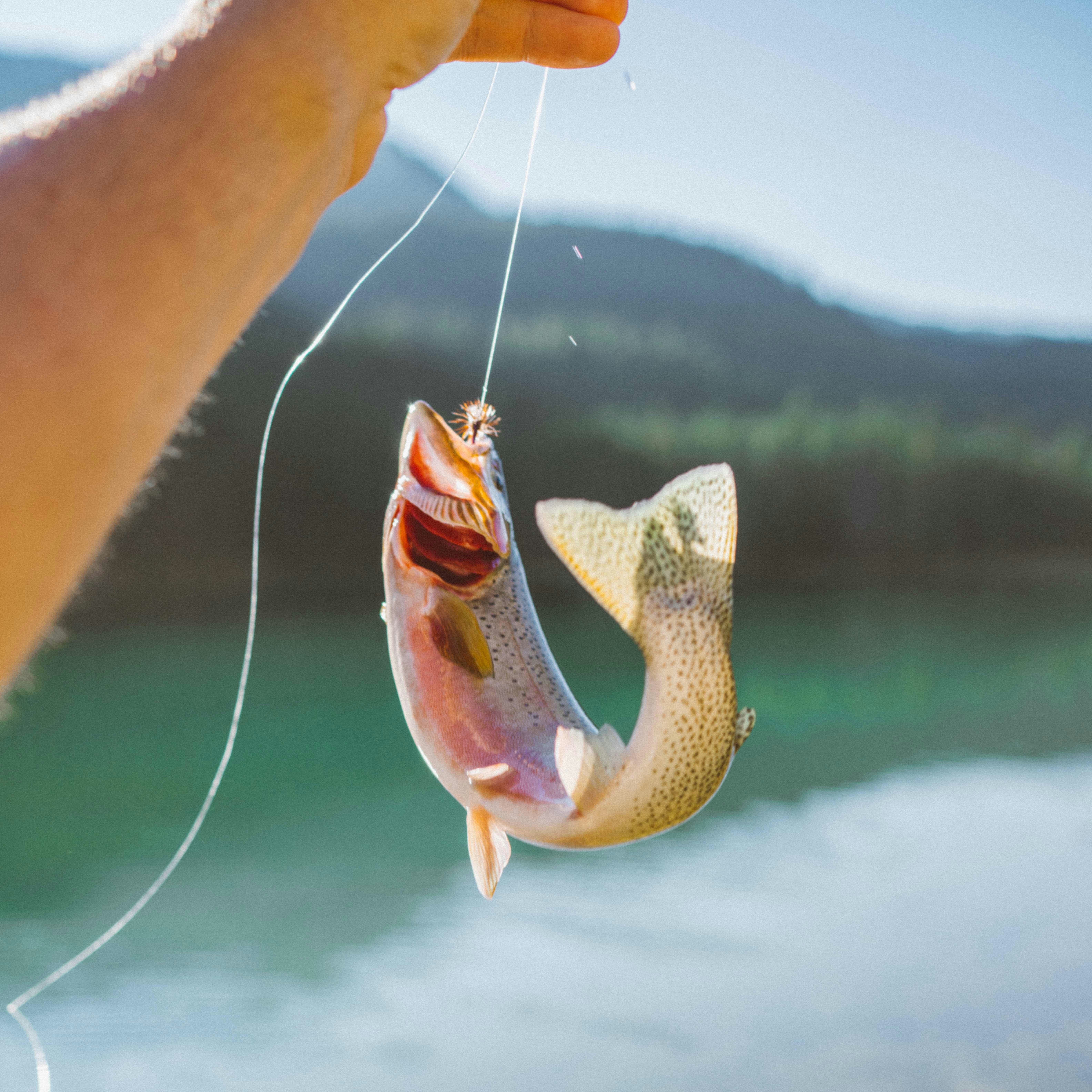 Person holding a freshly caught fish on a fishing line near a body of water