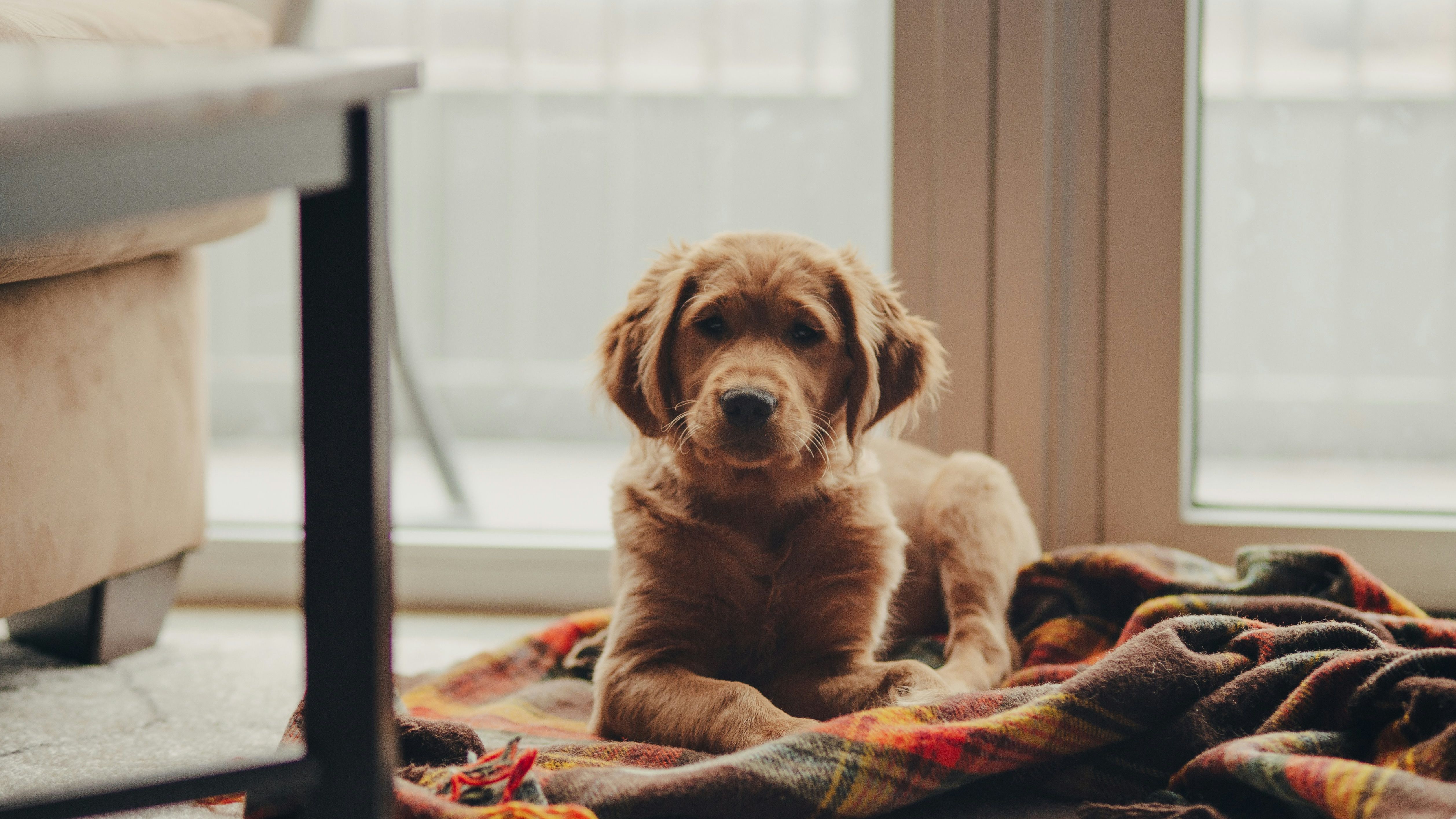 Golden retriever puppy lying on a blanket indoors
