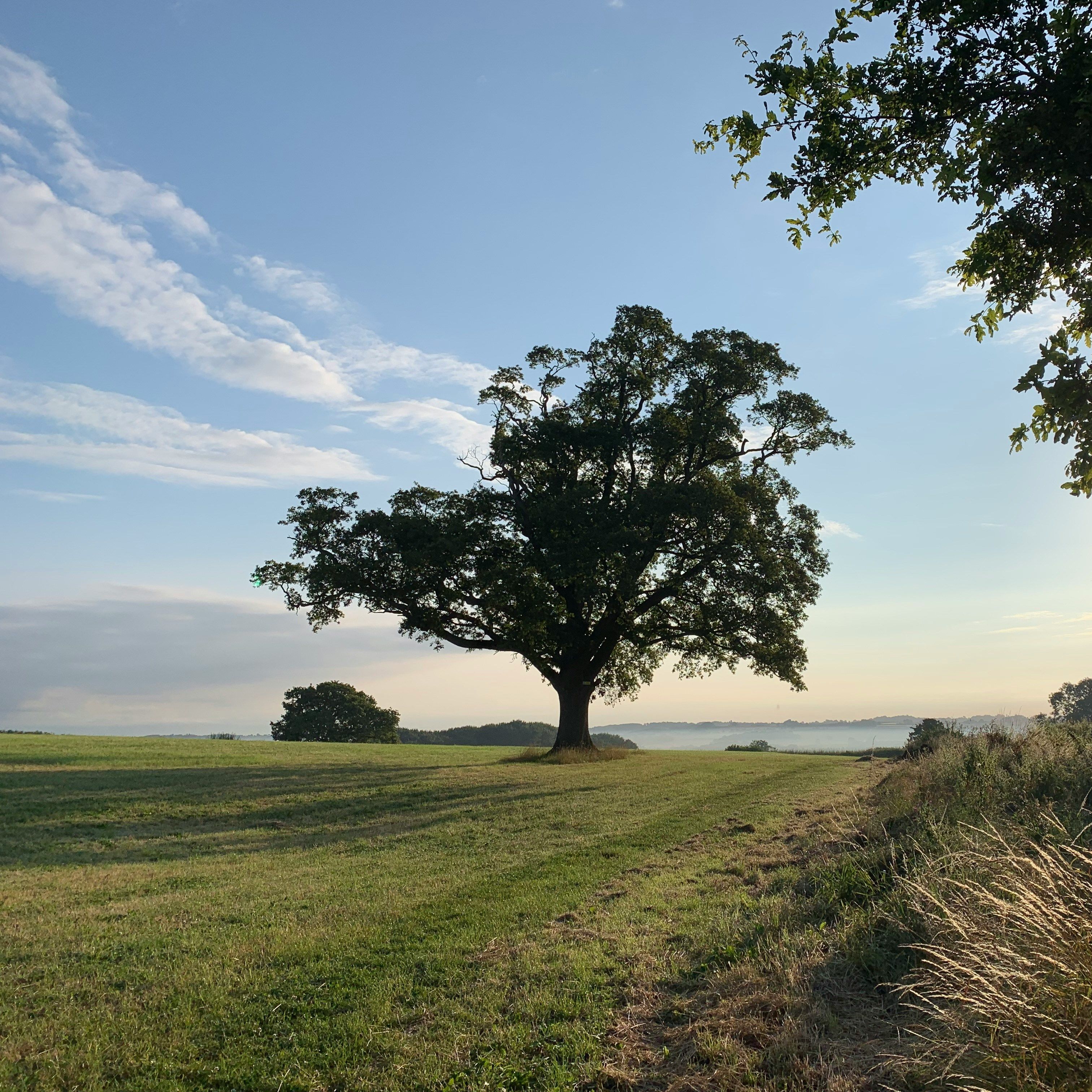 A solitary tree stands in a grassy field under a blue sky with scattered clouds, with sunlight peeking through foliage on the right.