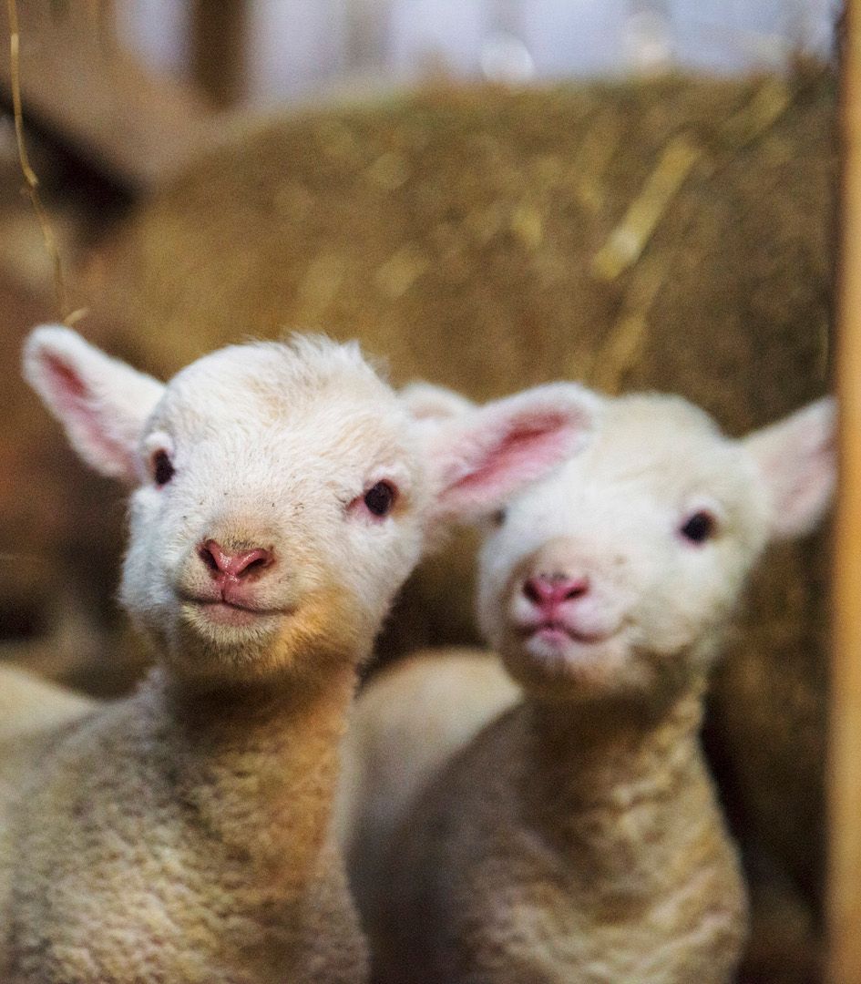 Two lambs standing close together in a barn