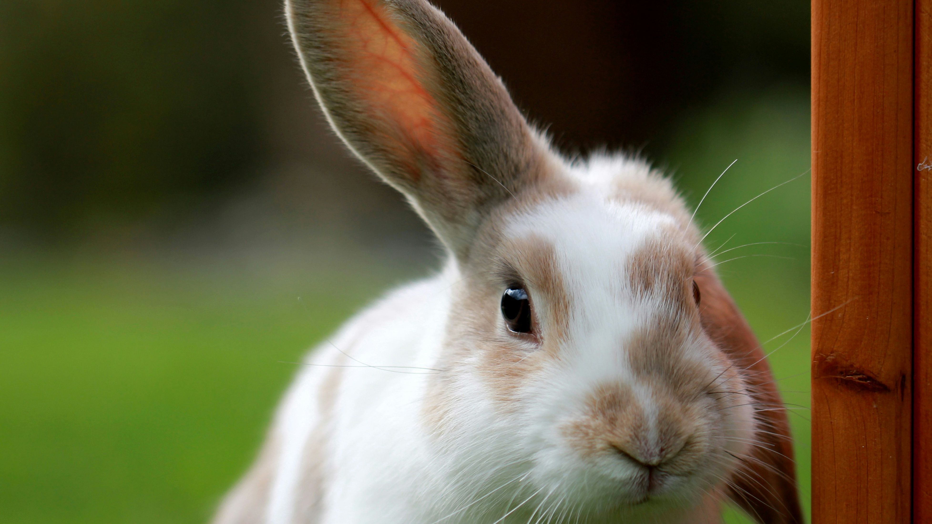 Close-up of a brown and white rabbit next to a wooden post