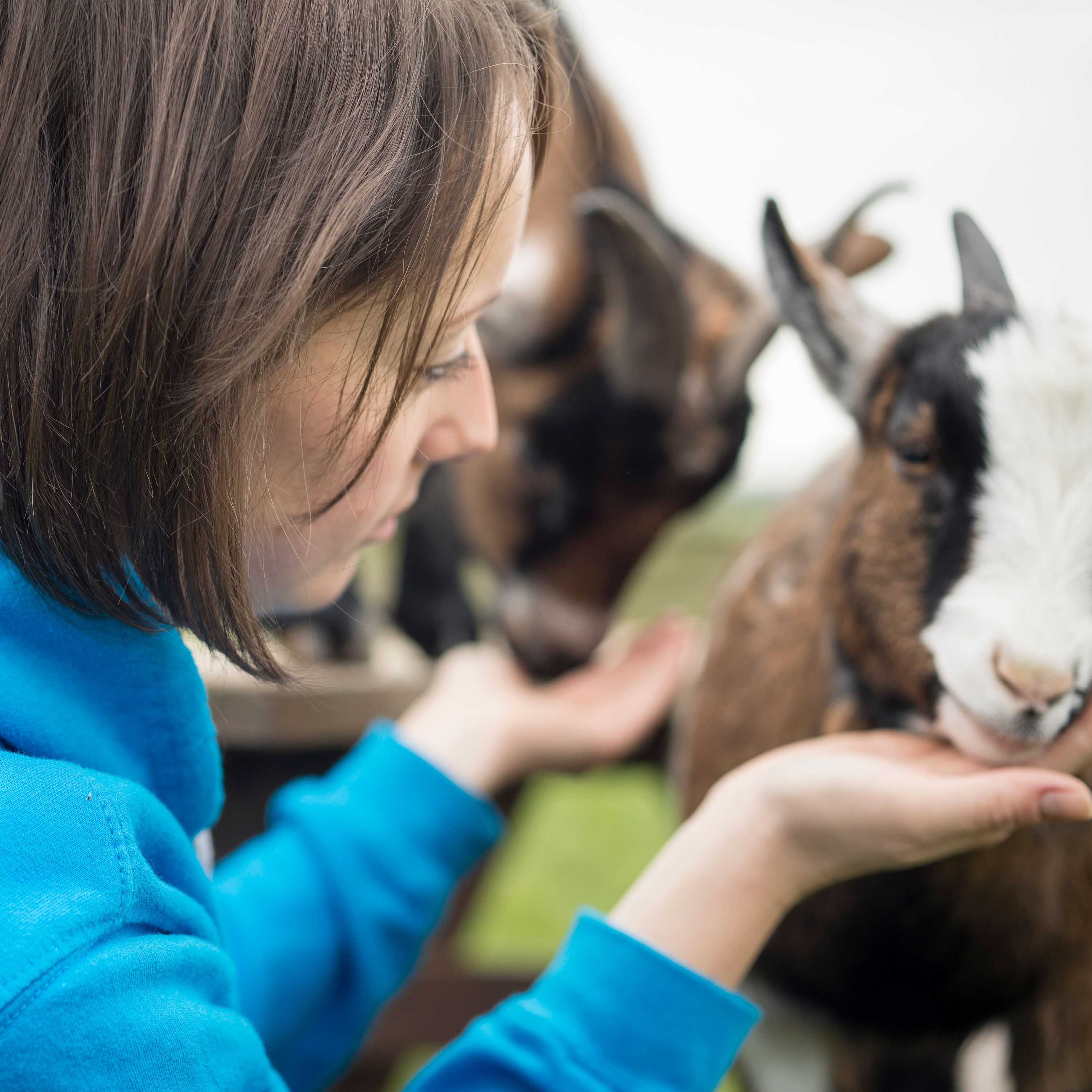 Person in blue hoodie feeding goats outdoors