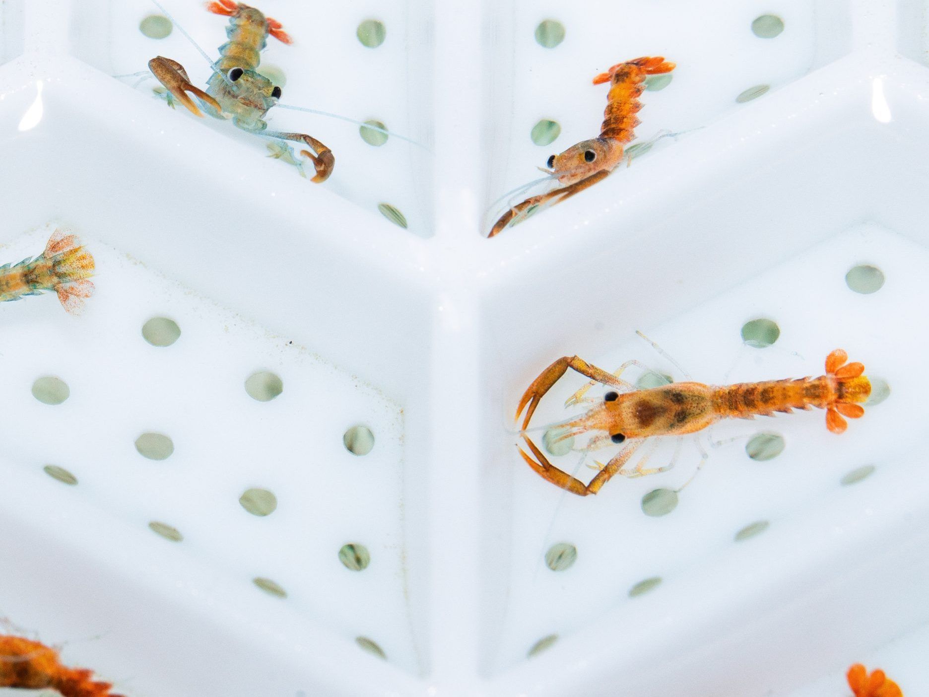 Small juvenile lobsters separated in compartments of a white tray with holes.