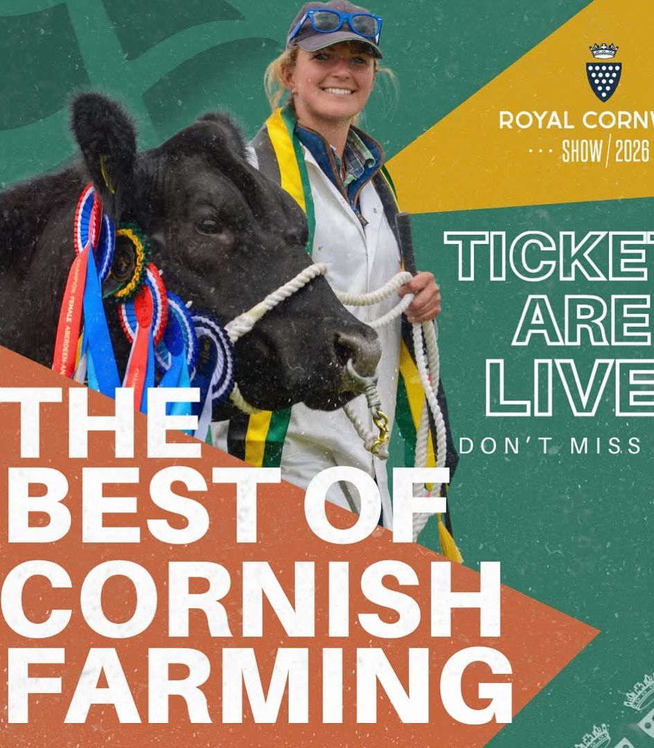 Woman with a prize-winning cow at the Royal Cornwall Show, holding ropes and smiling, surrounded by colorful award ribbons.