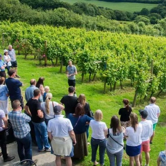 A group of people listening to a guide in a vineyard with lush green grapevines.